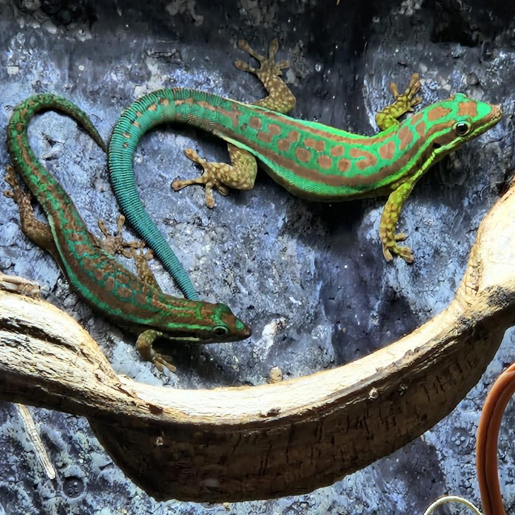Koppel Phelsuma Cepediana, Slang, 0 tot 2 jaar