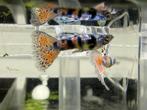 Celestial Tiger Lazulli Guppy’s – Uniek in Nederland, Dieren en Toebehoren, Vissen | Aquariumvissen, Vis