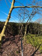 Notenbomen, Juglans regia, te koop, Overige soorten, Lente, 250 tot 400 cm, Ophalen