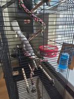 Valkparkiet speciale kleur, Vrouwelijk, Parkiet, Tam