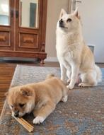 Shiba inu pup, Parvo, Overige rassen, 8 tot 15 weken, Teef