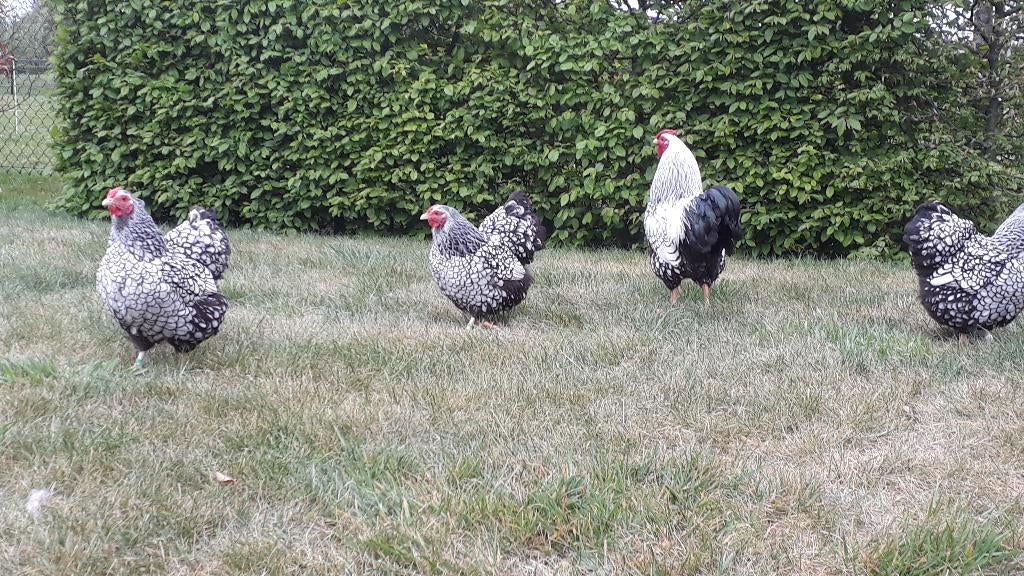 Wyandotte kriel broedeieren / kip / kippen / eieren, Vrouwelijk, Kip