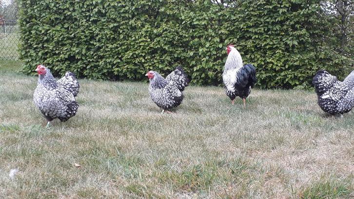 Wyandotte kriel broedeieren / kip / kippen / eieren, Dieren en Toebehoren, Pluimvee, Kip, Vrouwelijk
