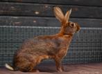 Gezocht razuivere Belgische haas voedster, Dieren en Toebehoren, Konijnen, Vrouwelijk, 0 tot 2 jaar