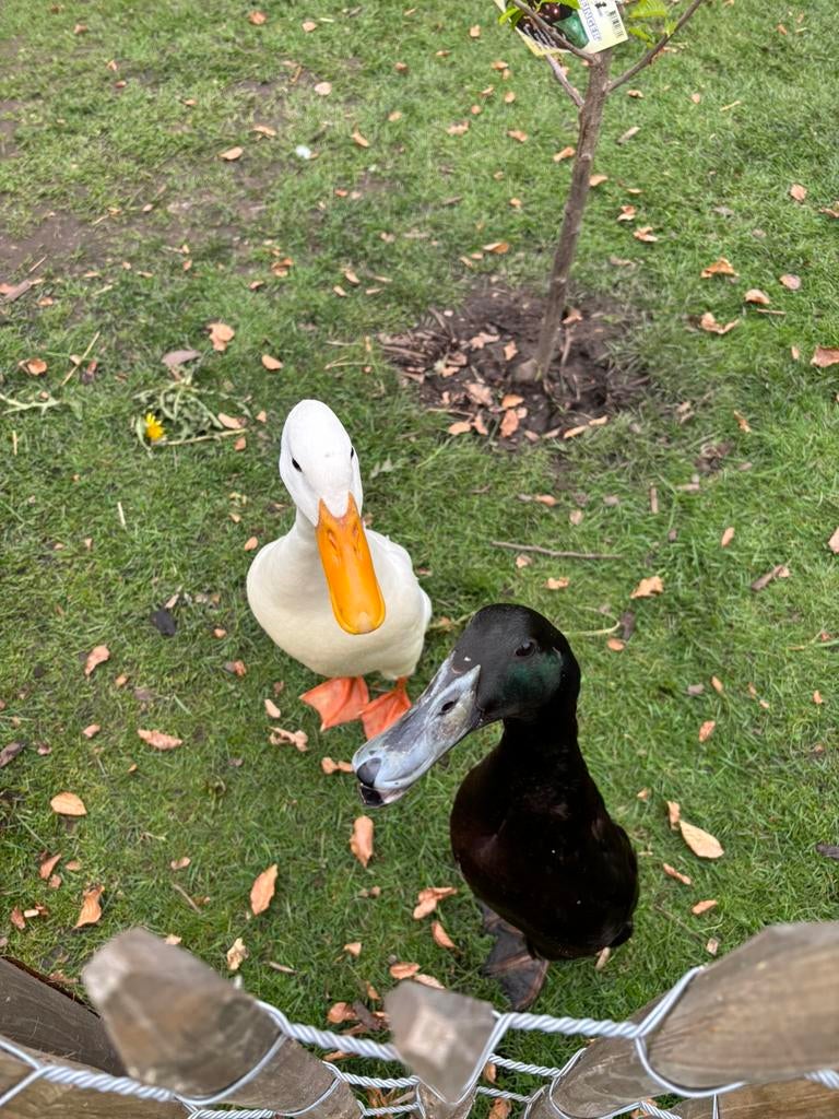 Twee mooie loopeendjes, Dieren en Toebehoren, Pluimvee, Meerdere dieren, Eend