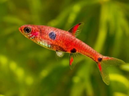 Boraras maculatus - Dwergrasbora - Koidream Valburg, Dieren en Toebehoren, Vissen | Aquariumvissen, Zoetwatervis, Vis