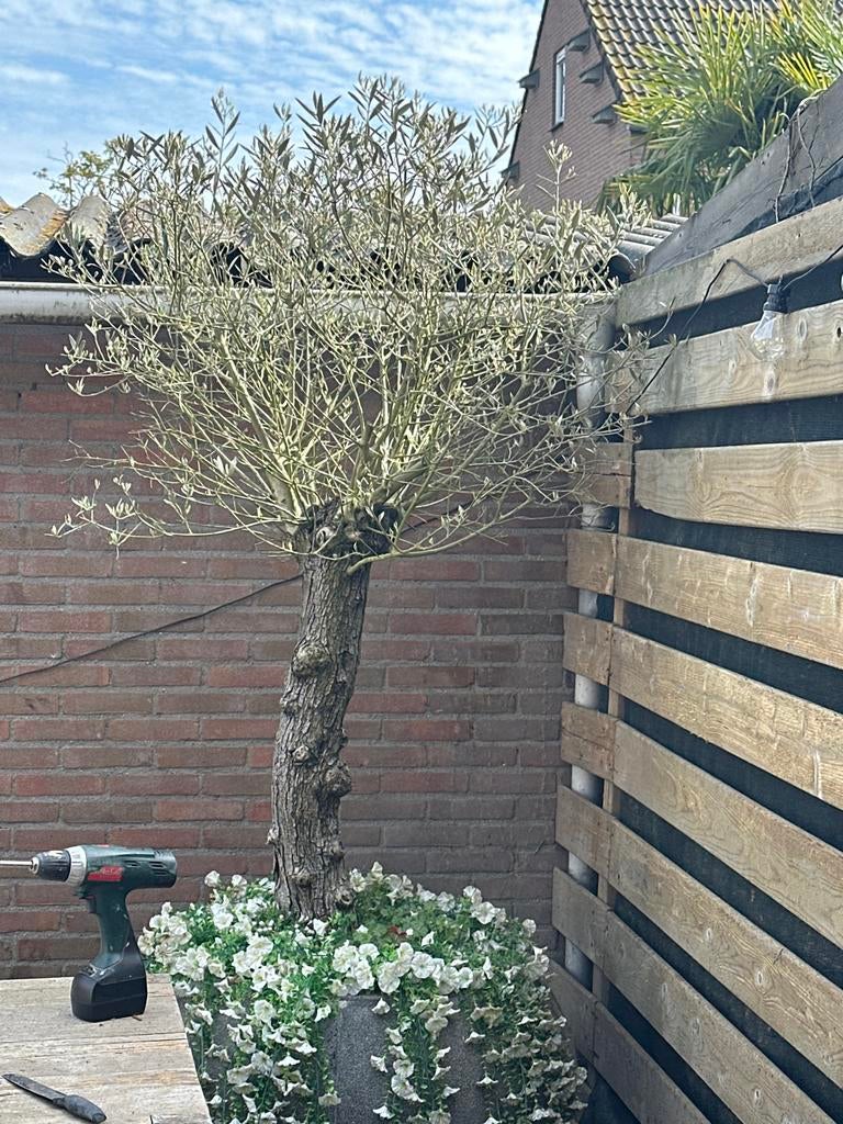 Old skin olijf boom, Ophalen of Verzenden, Minder dan 100 cm, Overige soorten, Zomer