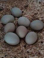 Gezocht: kriel broedeieren araucana, groenleggers, of bruin, Dieren en Toebehoren, Pluimvee, Geslacht onbekend, Kip