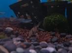 Corydoras panda, Dieren en Toebehoren, Vis, Zoetwatervis, Schoolvis