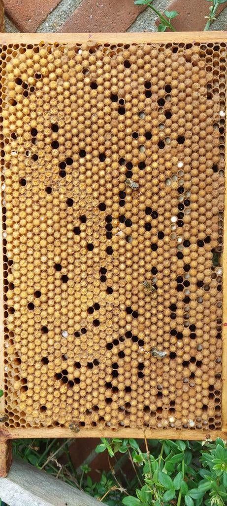 F1-Carnica Koninginnen-aflegger(veger) van 3 Simplex ramen, Dieren en Toebehoren, Bijen