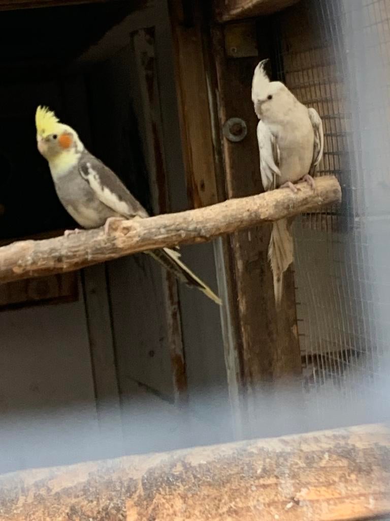 Koppel  valkparkieten 2025 niet geringt, Dieren en Toebehoren, Vogels | Parkieten en Papegaaien, Meerdere dieren, Parkiet, Tam