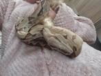 Super lieve boa constrictor imperator 2 jaar, Dieren en Toebehoren, Januari, Mannelijk