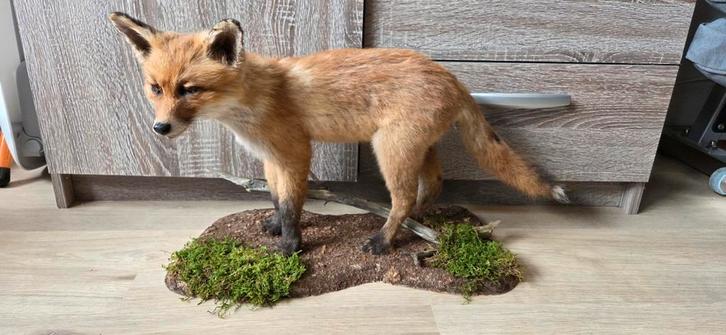 Mooie Jonge Rode Vos! Recent Geprepareerd, Verzamelen, Dierenverzamelingen, Nieuw, Opgezet dier, Wild dier, Ophalen