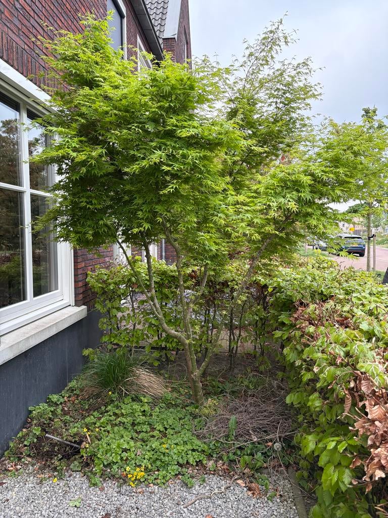 Japanse Esdoorn, ca 10 jaar oud, ca. 325 cm hoog, Tuin en Terras, Planten | Bomen, Ophalen, Bloeit niet, Halfschaduw, Overige soorten