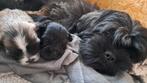 Boomer puppy s verwacht!!, 8 tot 15 weken, Teef, Parvo, Meerdere