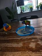 Lori s   koppel zeer tam 5 en 6 jaar met kooi, Dieren en Toebehoren, Mannelijk, Papegaai, Tam