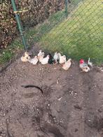 Toom seramas 6 hennen + 2 hanen, Dieren en Toebehoren, Pluimvee, Meerdere dieren, Kip