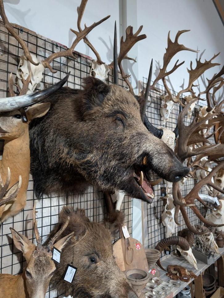 opgezet wild ever zwijn borst preparaat hert taxidermy, Verzamelen, Dierenverzamelingen, Nieuw, Opgezet dier, Ophalen of Verzenden