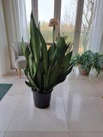 Planten, Huis en Inrichting, Kamerplanten, Ophalen, 100 tot 150 cm, Overige soorten, Halfschaduw