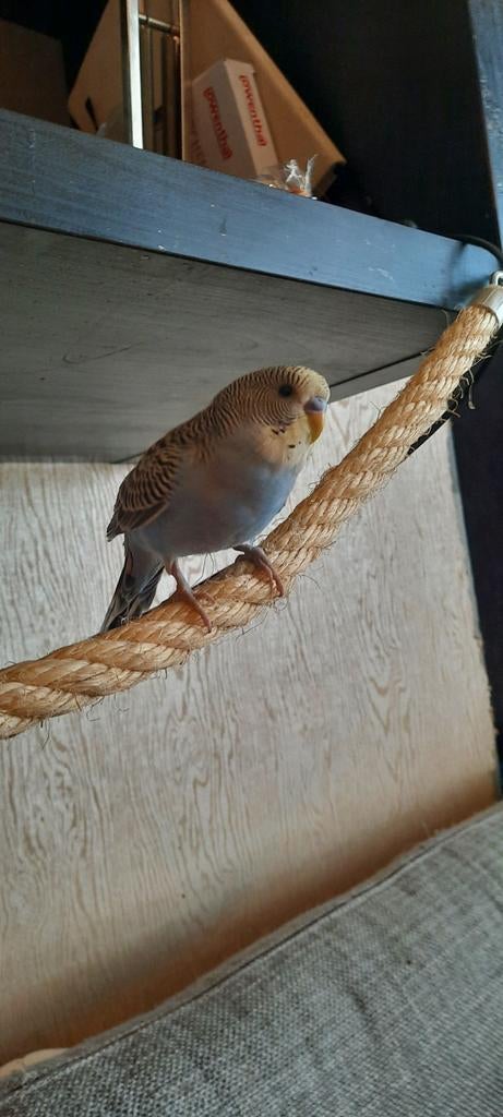 2 mooie grasparkietjes man zoekt nieuw huisje, Dieren en Toebehoren, Mannelijk