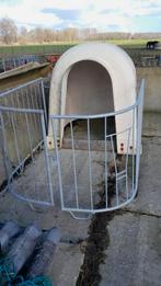 kalveren hut /iglo, Vrouwelijk, Schaap