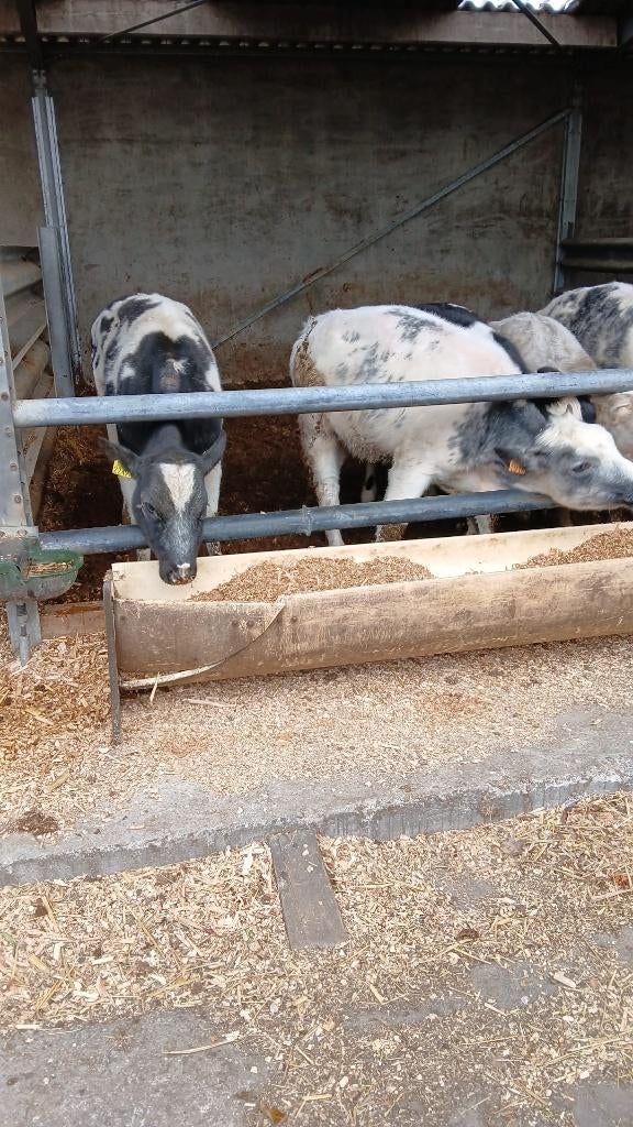 pinken / stieren, Meerdere dieren, 0 tot 2 jaar