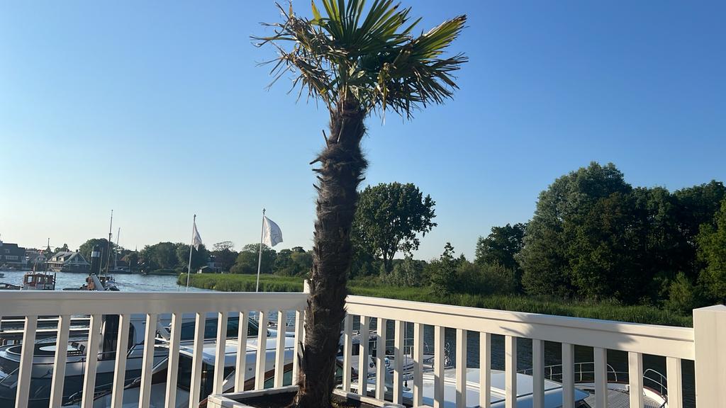 Grote Palmbomen in houten plantenbakken, Volle zon, Vaste plant, Bloeit niet, Ophalen