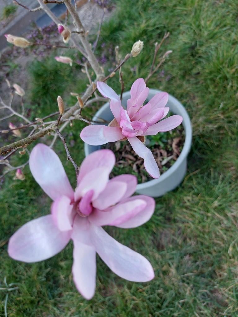 Magnolia Loebneri Leonard Messel, Tuin en Terras, Planten | Bomen, Overige soorten, Lente, Ophalen, Volle zon