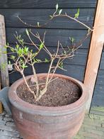 Pluimhortensia zonder pot - Hydrangea paniculata, Tuin en Terras, Planten | Tuinplanten, Vaste plant, Halfschaduw, Zomer, Ophalen