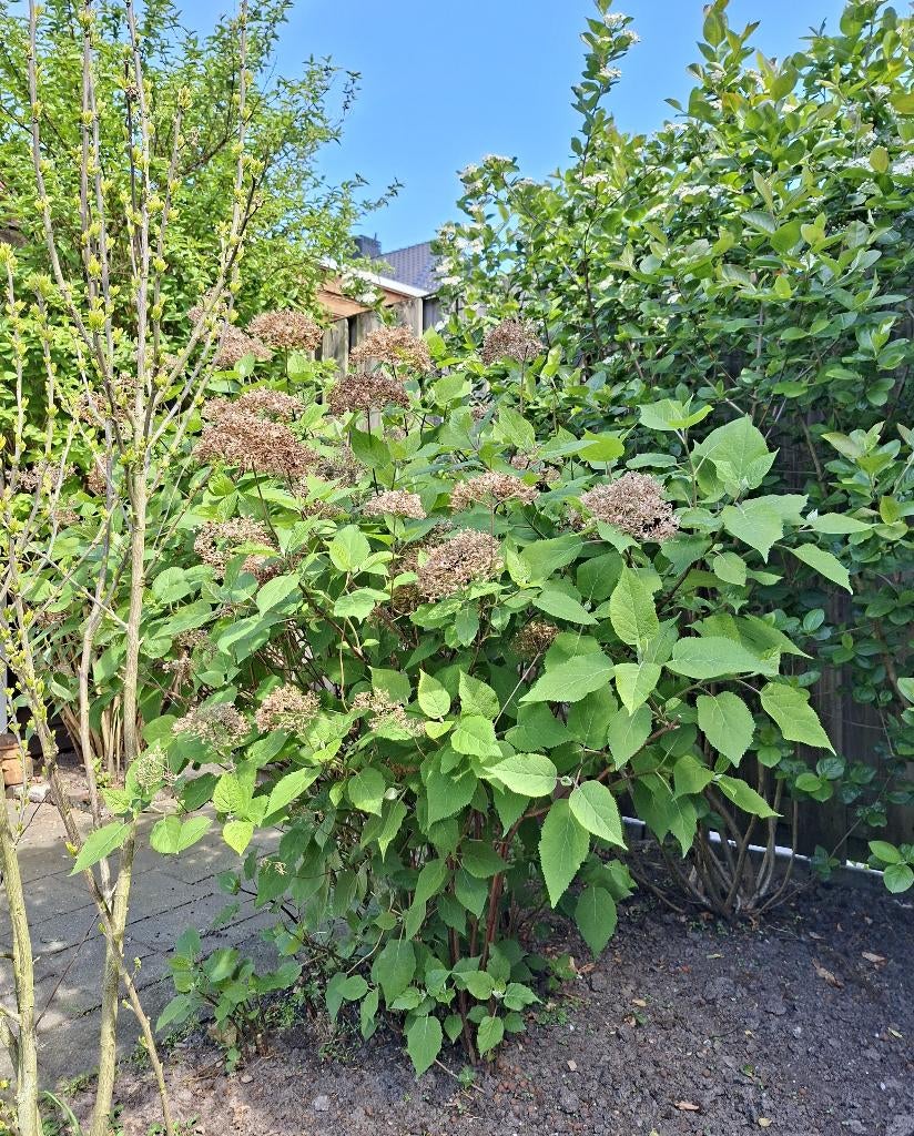 Grote hortensia 'Annabelle' roomwit, Vaste plant, Halfschaduw, Zomer, Ophalen