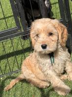 Huiskamernest cockapoo puppy’s zwart/merle/golden/blond, Dieren en Toebehoren, Overige rassen, 8 tot 15 weken, Parvo, Meerdere