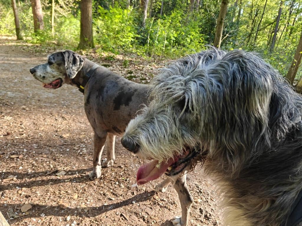 Wegens trieste omstandigheden zijn ze samen op zoek, Dieren en Toebehoren, 6 jaar of ouder, Meerdere, Meerdere dieren, Nederland