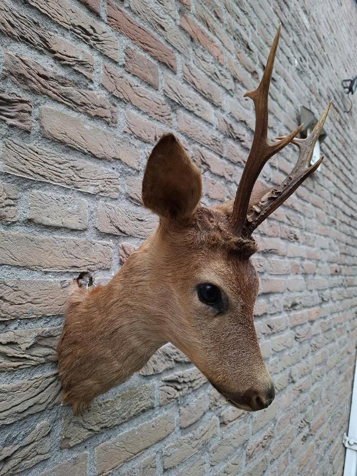 Opgezette kop reebok taxidermy hert schedel gewei jacht, Verzamelen, Dierenverzamelingen, Gewei of Kop, Hert, Ophalen