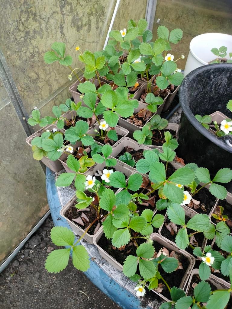 Aardbei planten, Ophalen of Verzenden, Eenjarig, Overige soorten, Volle zon