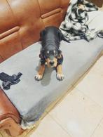 Dobermann hondjes, 15 weken tot 1 jaar, Reu, Parvo, Meerdere