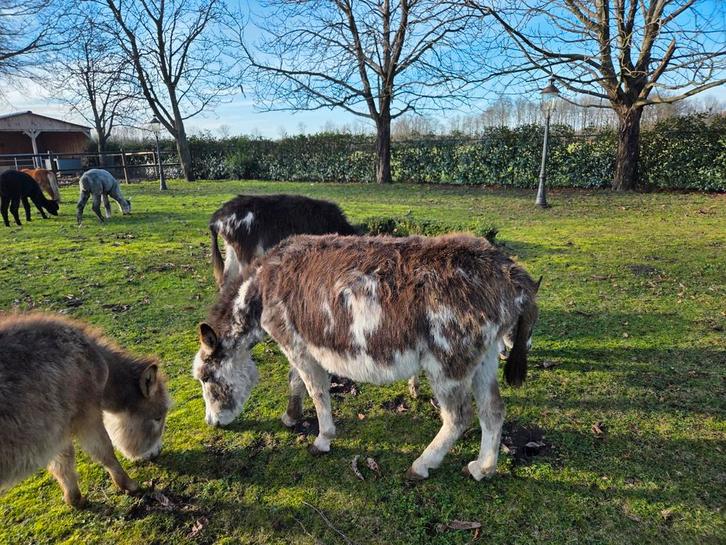 Ezel hengst, Dieren en Toebehoren, Overige Dieren, Mannelijk, Juni