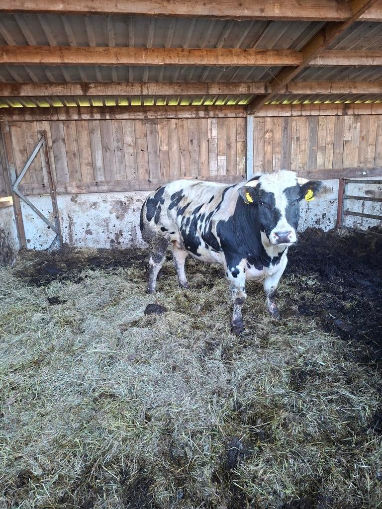Stamboek dekstier dikbil, Dieren en Toebehoren, Runderen, Mannelijk