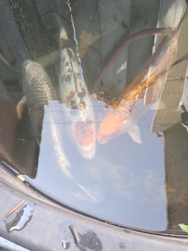 Gezocht mannelijke koi karper, Dieren en Toebehoren, Karper of Koi