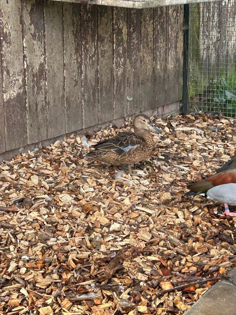Kaneel taling vrouw, Dieren en Toebehoren, Vogels | Overige Vogels, Vrouwelijk