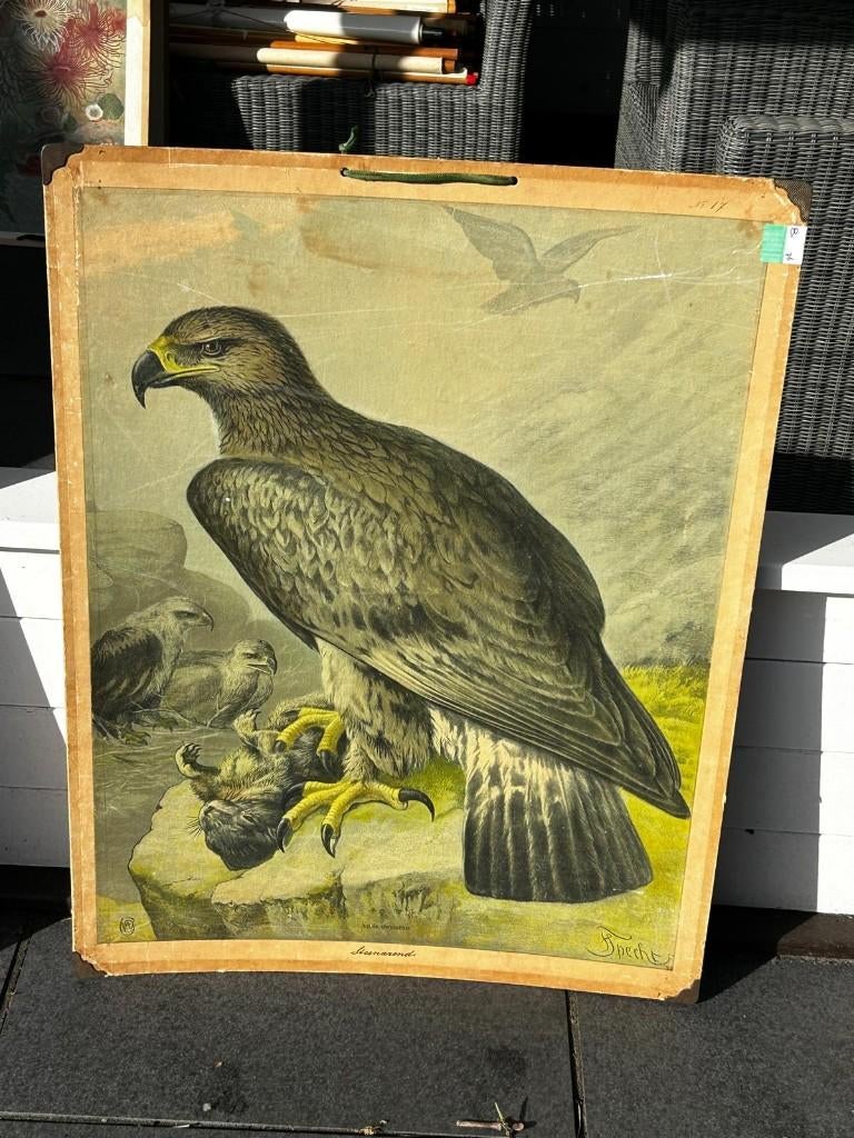 Steenarend, Ophalen of Verzenden, Natuur en Biologie