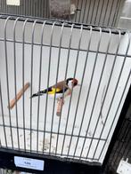 Major putters,wk,satinet,bruin,agaat,mannen en poppen, Meerdere dieren, Wildzangvogel