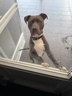 Amerikaanse stafford rashond, Dieren en Toebehoren, Honden | Niet-rashonden, België, Particulier, Rabiës (hondsdolheid), 15 weken tot 1 jaar