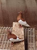 Ben op zoek naar duiven, Dieren en Toebehoren, Meerdere dieren, Postduif