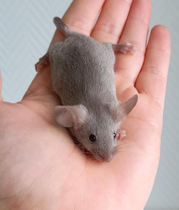 Kleurmuis mannetje, Dieren en Toebehoren, Knaagdieren, Mannelijk, Muis, Maart, Tam