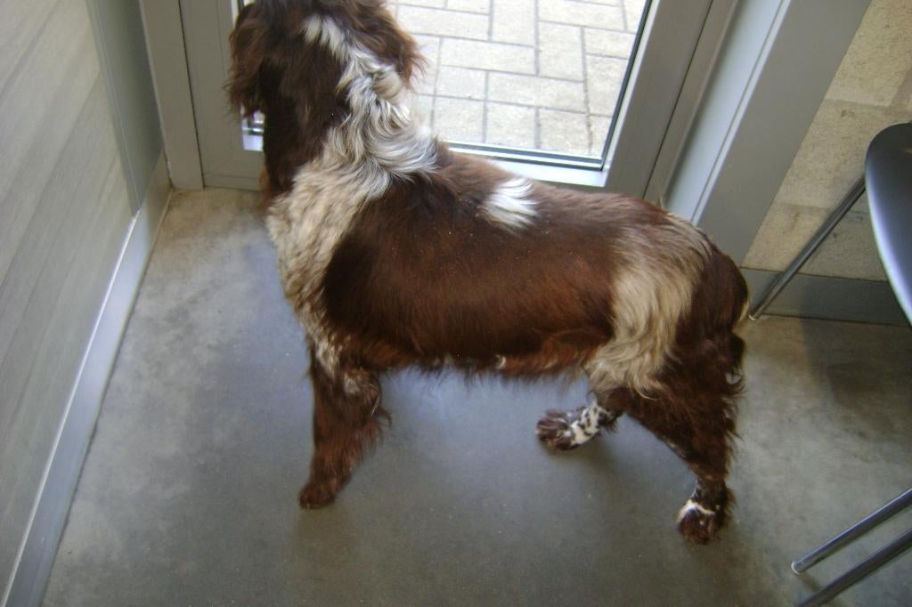 MOOIE HEIDEWACHTEL ZOEKT EEN GOEDE THUIS, 6 jaar of ouder, Duitse Staande hond, België, Particulier