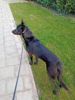 Mechelse Herder, Parvo, Reu, Eén hond, 3 tot 5 jaar