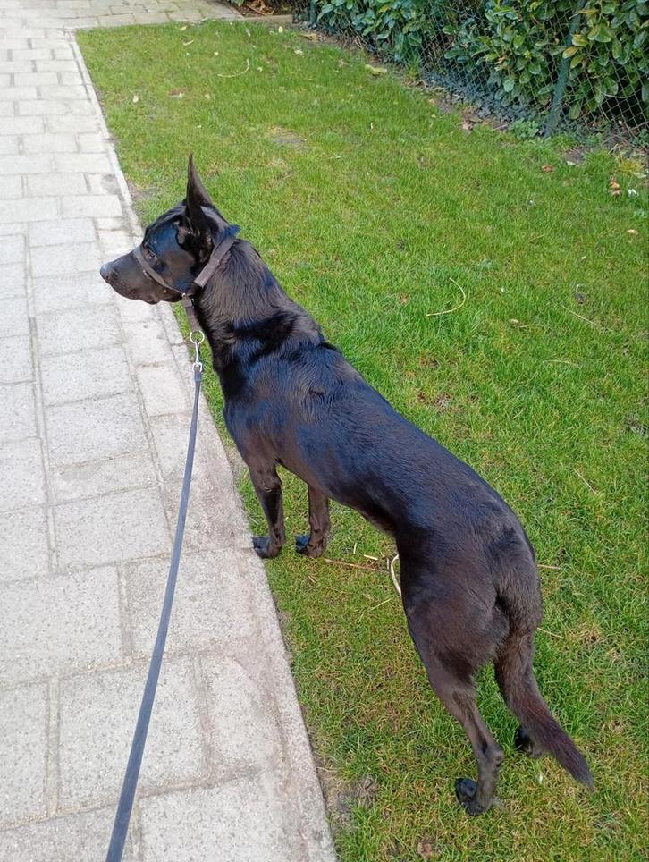 Mechelse Herder, Dieren en Toebehoren, Honden | Herdershonden en Veedrijvers, Reu, Herder, Particulier, Eén hond, Nederland, 3 tot 5 jaar