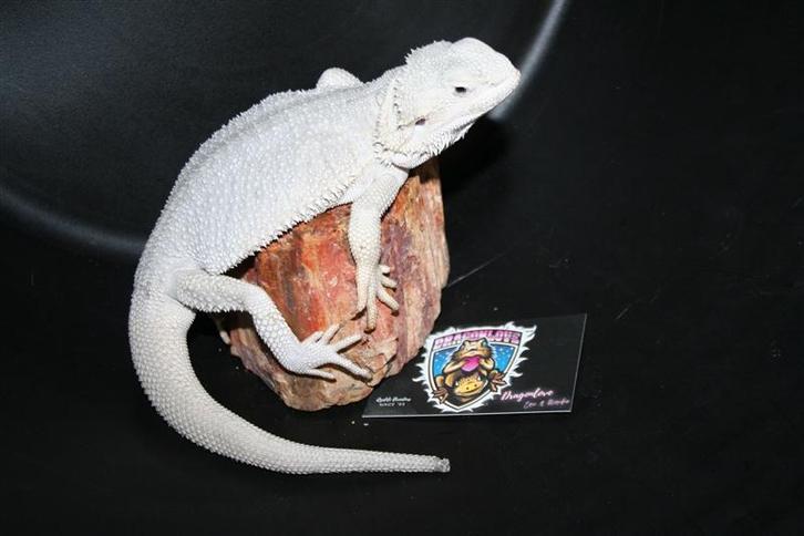 Hypo Zero Baardagaam Bearded Dragon Leatherback Bearded Dragon - unknown for sale from Dragonlove