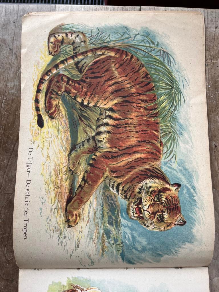 Antieke platen van wilde dieren, Father Tuck, 1895, Antiek en Kunst, Antiek | Boeken en Bijbels, Ophalen of Verzenden