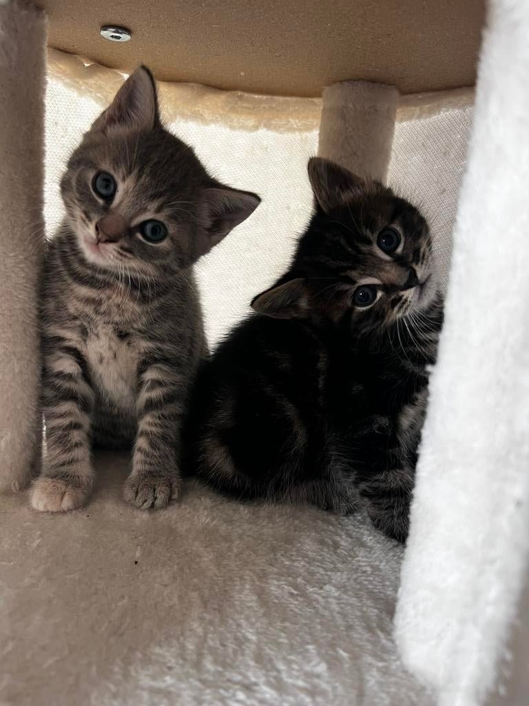 Mooie en sociale kittens black tabby en blue tabby (7-3), Meerdere dieren, Ontwormd, 0 tot 2 jaar
